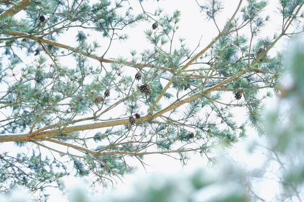 겨울에 소나무 — 스톡 사진