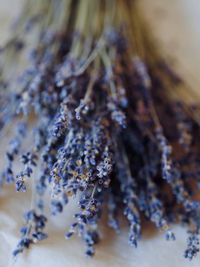 Beyaz bir arka plan üzerinde güzel mor lavanta