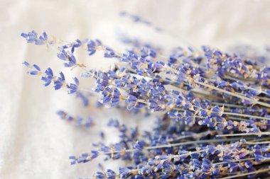 Beyaz bir arka plan üzerinde güzel mor lavanta 