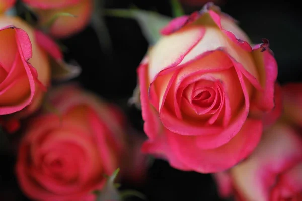 Gyönyörű Csokor Rózsaszín Rózsa Asztalon — Stock Fotó