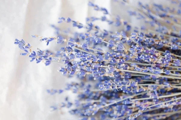 Beautiful purple lavender on a white background