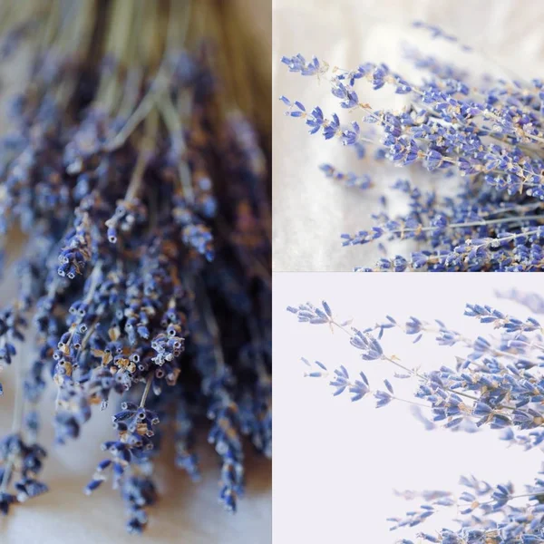 Beautiful purple lavender on a white background