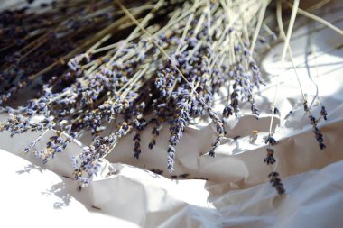 Beyaz bir arka plan üzerinde güzel mor lavanta 