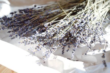 Beyaz bir arka plan üzerinde güzel mor lavanta 