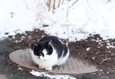 Kapağı üzerinde oturan güzel siyah ve beyaz kedi  