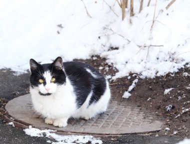 Kapağı üzerinde oturan güzel siyah ve beyaz kedi  