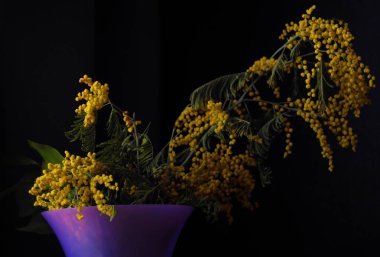 Siyah arka plan üzerine vazo içinde güzel sarı Mimoza