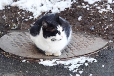 Kapağı üzerinde oturan güzel siyah ve beyaz kedi  