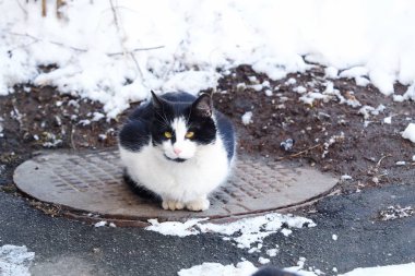 Kapağı üzerinde oturan güzel siyah ve beyaz kedi  