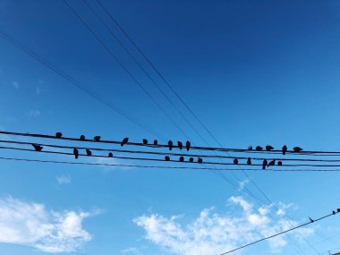 Güvercinler teller mavi gökyüzü arka plan üzerinde oturmak  