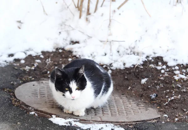 Kapağı üzerinde oturan güzel siyah ve beyaz kedi  