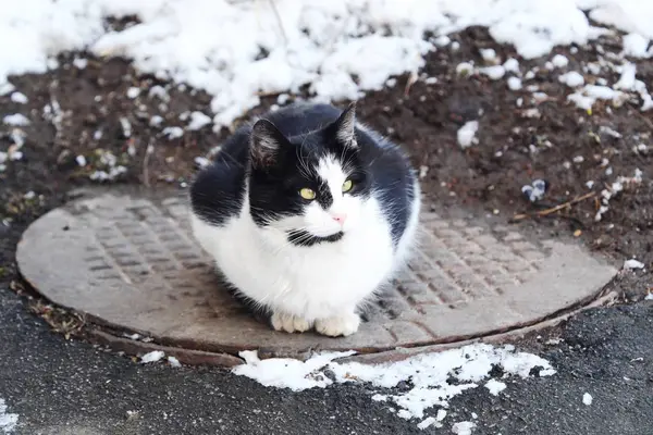 Vackra Svarta Och Vita Katt Sitter Luckan — Stockfoto