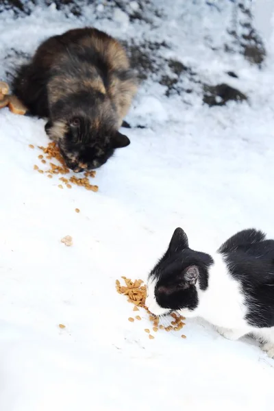 Stray cats eat on the street food in winter