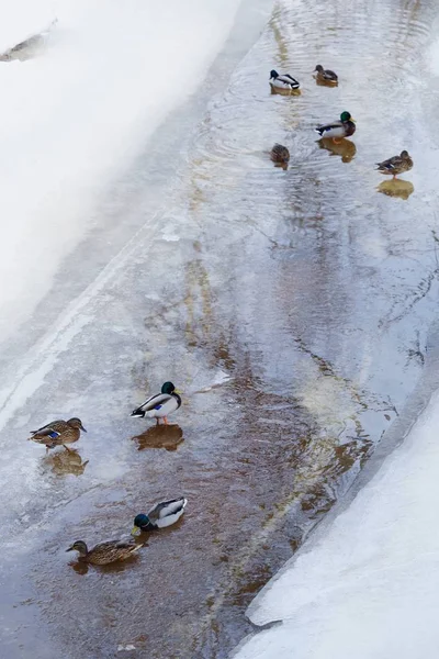 Wieś Kaczki Rzece Snow Zima — Zdjęcie stockowe