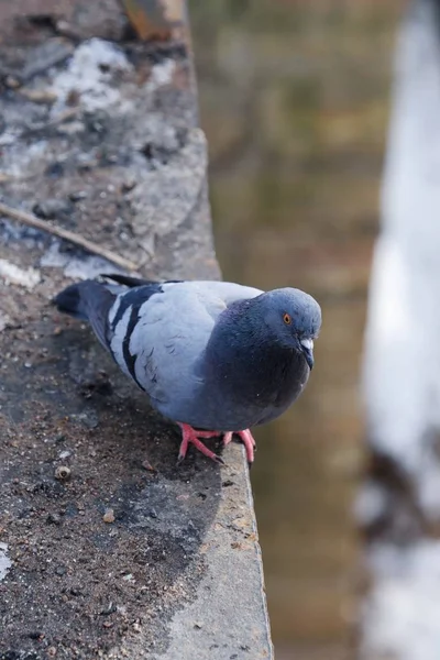 Gris Hermosas Palomas Invierno Puente — Foto de Stock