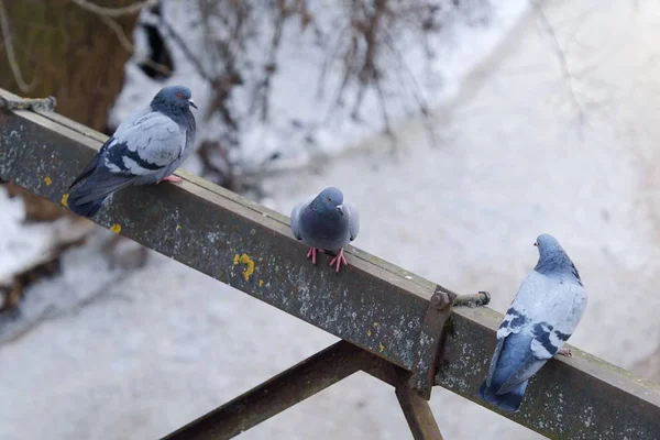 Gris Beaux Pigeons Hiver Sur Pont — Photo