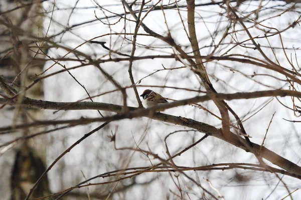 Sparrow Pequeno Bonito Senta Nos Galhos Uma Árvore — Fotografia de Stock