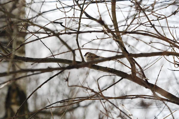 Sparrow Pequeno Bonito Senta Nos Galhos Uma Árvore — Fotografia de Stock