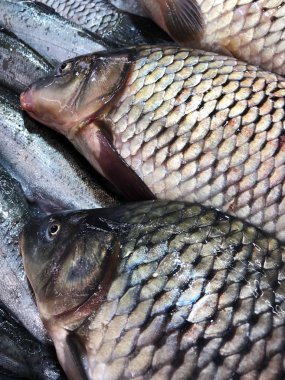 Taze Nehir balığı buz piyasada 