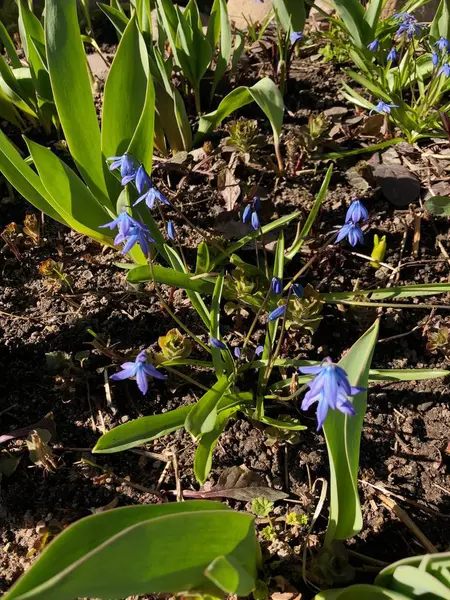 Yaz Parkı Nda Güzel Mavi Çiçekler — Stok fotoğraf