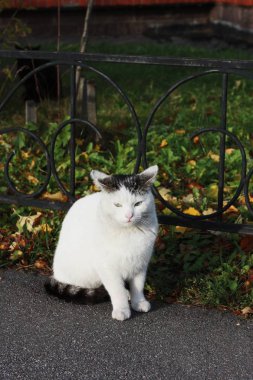 Mavi gözlü güzel beyaz kedi, kapat gözlerini.