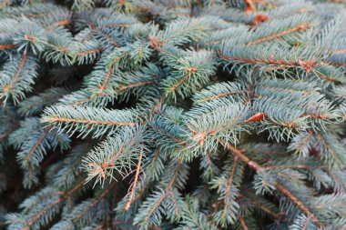 Ormandaki güzel yeşil Noel ağacı