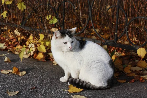 Vacker Vit Katt Med Blå Ögon Nära Håll — Stockfoto