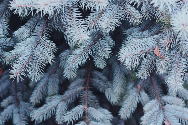 Vacker Grön Julgran Skogen — Stockfoto