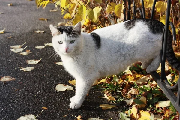 Vacker Vit Katt Med Blå Ögon Nära Håll — Stockfoto