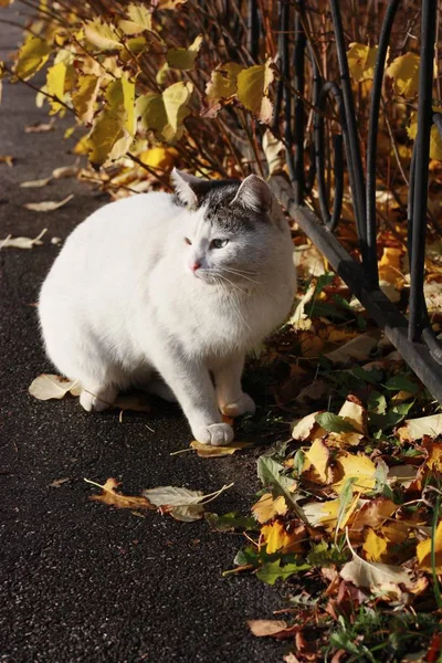 Vacker Vit Katt Med Blå Ögon Nära Håll — Stockfoto