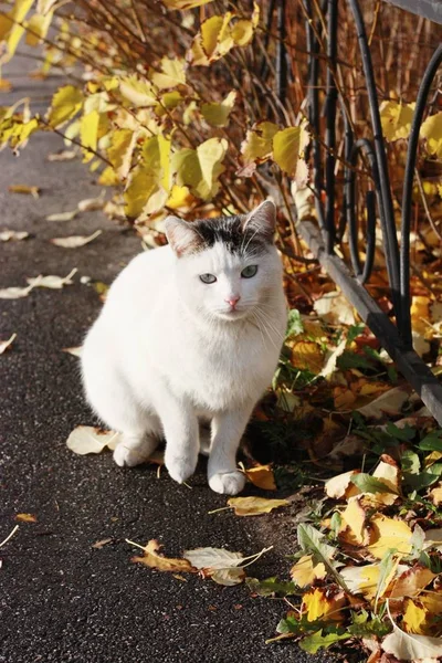 Schöne Weiße Katze Mit Blauen Augen Aus Nächster Nähe — Stockfoto