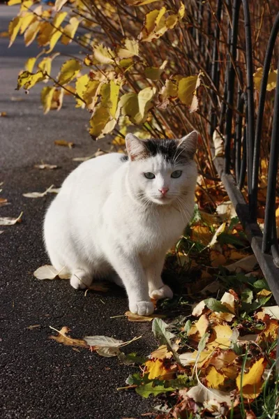 Schöne Weiße Katze Mit Blauen Augen Aus Nächster Nähe — Stockfoto