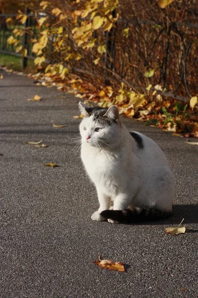 Vacker Vit Katt Med Blå Ögon Nära Håll — Stockfoto