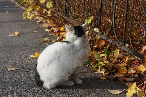Mavi Gözlü Güzel Beyaz Kedi Kapat Gözlerini — Stok fotoğraf