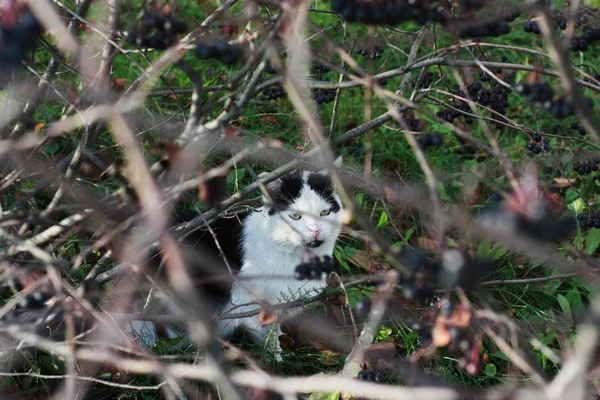 Gri Benekli Beyaz Kedi Çalıların Arasında Saklanıyor — Stok fotoğraf