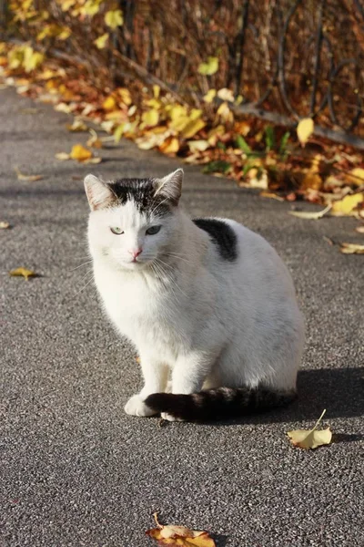 Vacker Vit Katt Med Blå Ögon Nära Håll — Stockfoto