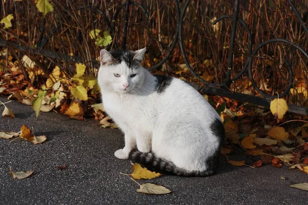 Vacker Vit Katt Med Blå Ögon Nära Håll — Stockfoto