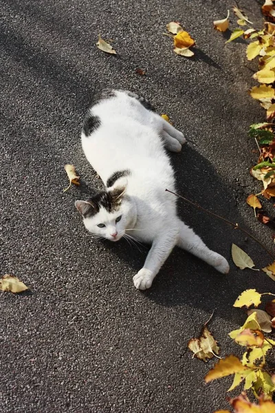 Beau Chat Blanc Avec Les Yeux Bleus Près — Photo