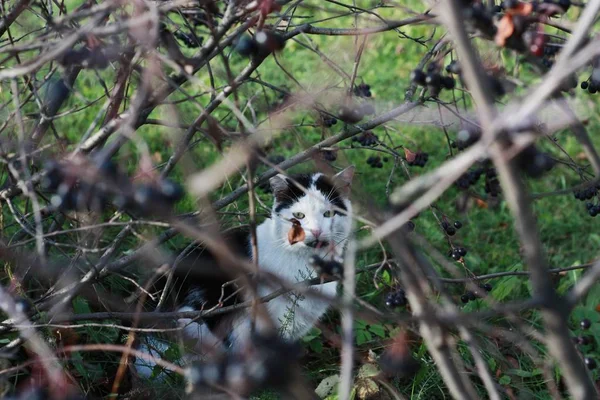 Kucing Putih Dengan Bintik Abu Abu Bersembunyi Semak Semak — Stok Foto