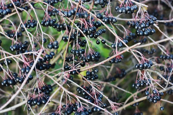 Tree Black Berries Autumn Park — Stock Photo, Image