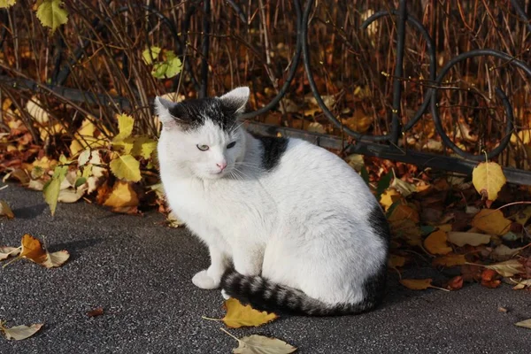 青い目をした美しい白い猫が近づく — ストック写真