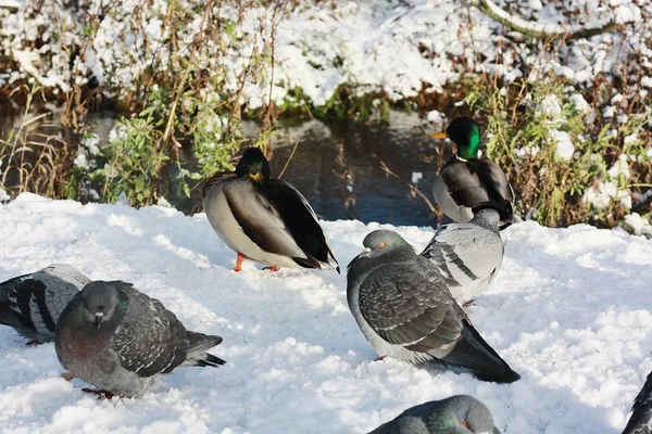 Pigeons Canards Reposent Soleil Hiver — Photo