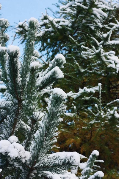 Krásný Výhled Vánoční Stromek Sněhu — Stock fotografie