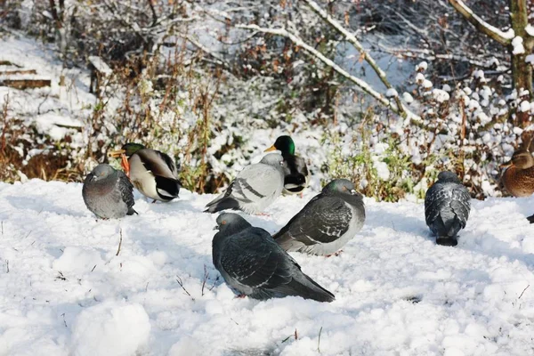 Gołębie Kaczki Odpoczywają Słońcu Zimą — Zdjęcie stockowe