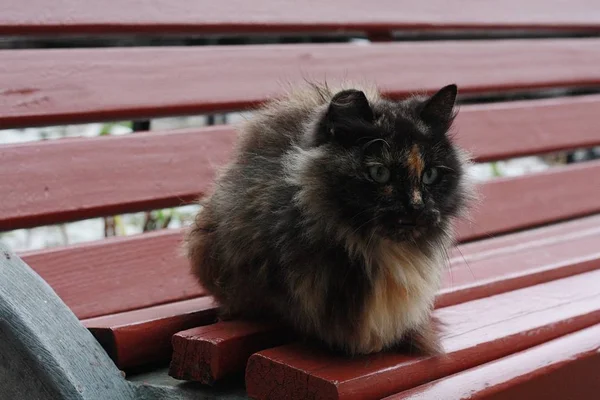 Krásná Černá Kočka Skvrnami Lavičce — Stock fotografie