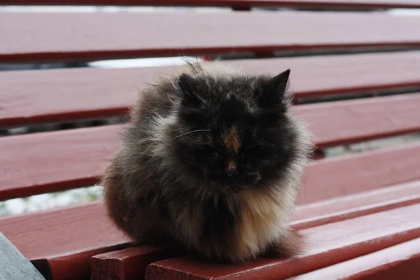 Schöne Schwarze Katze Mit Flecken Auf Der Bank — Stockfoto