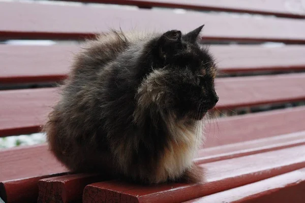 Vacker Svart Katt Med Fläckar Bänken — Stockfoto