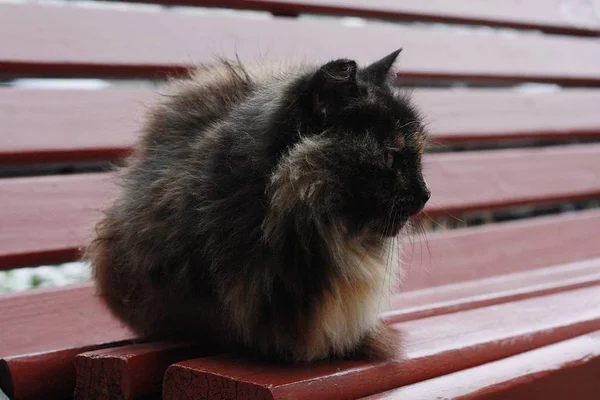 Bankta Benekleri Olan Güzel Siyah Kedi — Stok fotoğraf