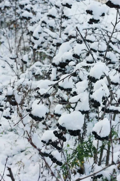 Árbol Con Bayas Negras Nieve Cerca — Foto de Stock