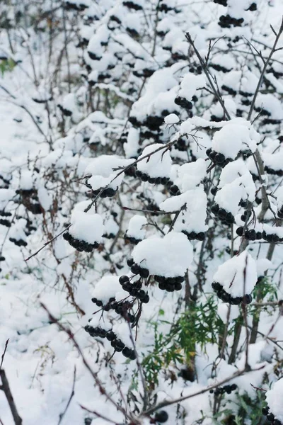 Árbol Con Bayas Negras Nieve Cerca — Foto de Stock